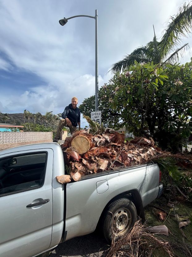 Pickup bed loaded with cut palm wood and green debris