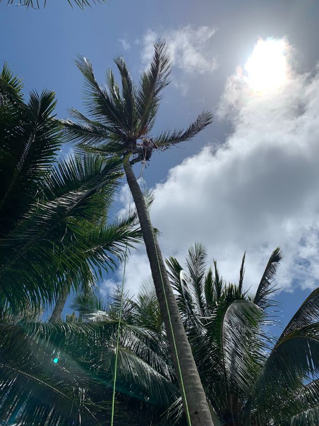 Rope-secured tree worker high in a coconut palm beneath a bright sky