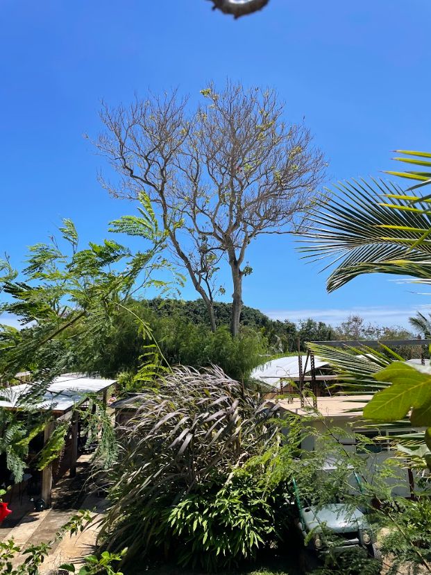Tall branched tree above buildings and tropical plants before cutting