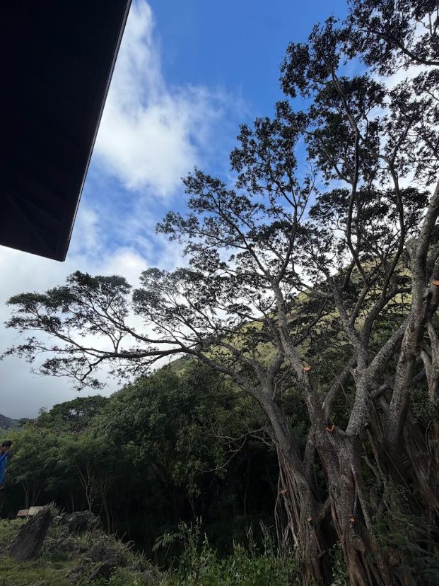 Cut branches on a large tree viewed from the opposite side of a home