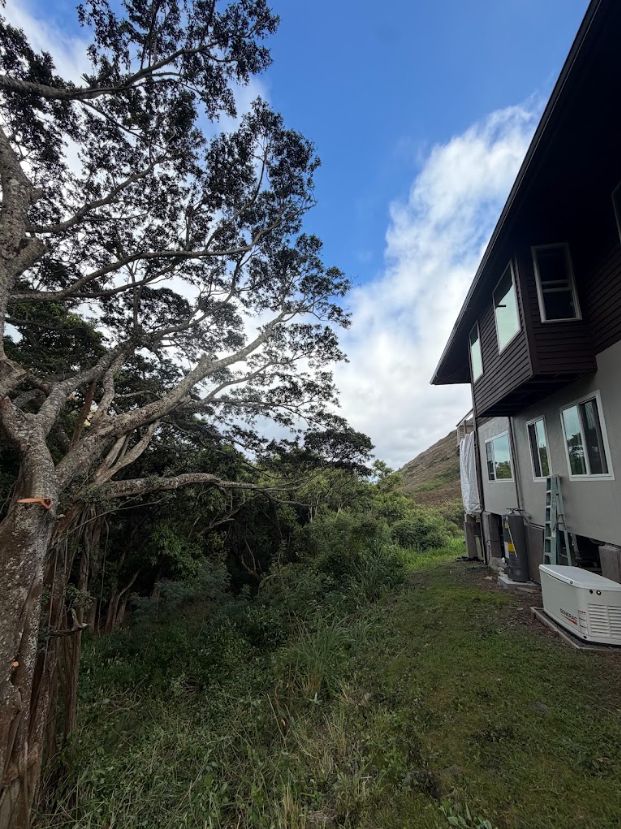 Tree beside the same home after branches were cut back from the building