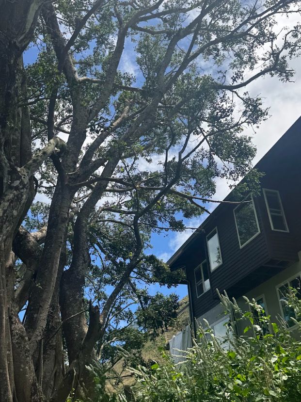 Dense tree branches extending beside a two-story home before trimming