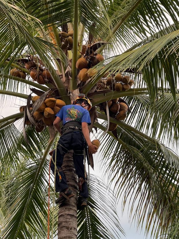 Harnessed worker among coconuts and fronds in a tall palm