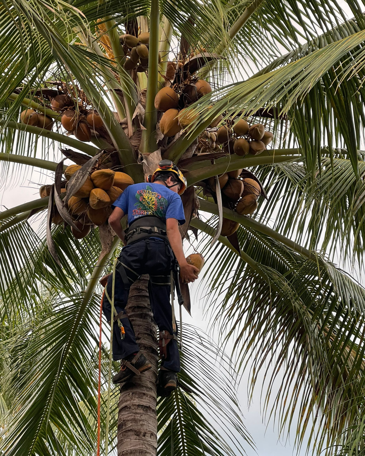 Rope-secured climber cutting coconuts from a mature palm tree on Oʻahu